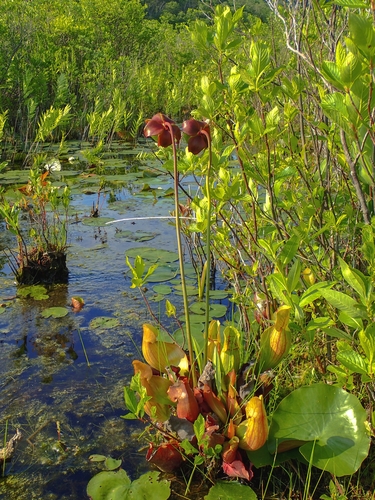 Sarracenia purpurea (purple pitcher plant) (alternate view 7)