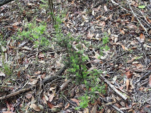 Styphelia sieberi (Prickly Beard-heath)