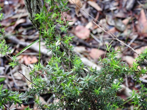 Styphelia sieberi (Prickly Beard-heath) (alternate view 2)