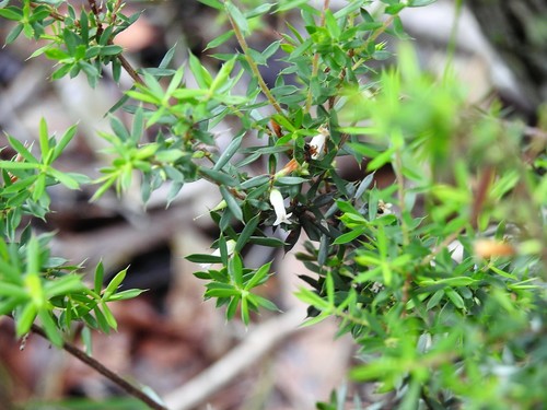 Styphelia sieberi (Prickly Beard-heath) (alternate view 3)