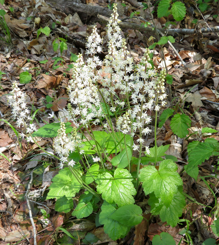Tiarella cordifolia (Foamflower)