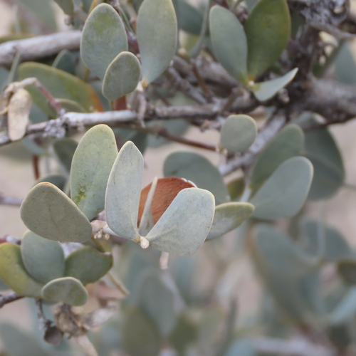Simmondsia chinensis (jojoba) (alternate view 2)