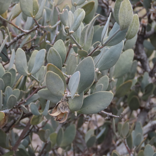Simmondsia chinensis (jojoba) (alternate view 3)