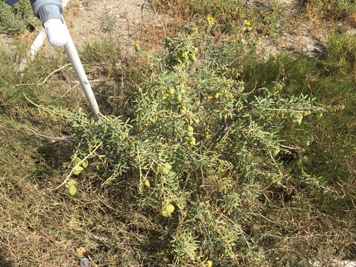 Cleomella arborea (Bladderpod) (alternate view 4)