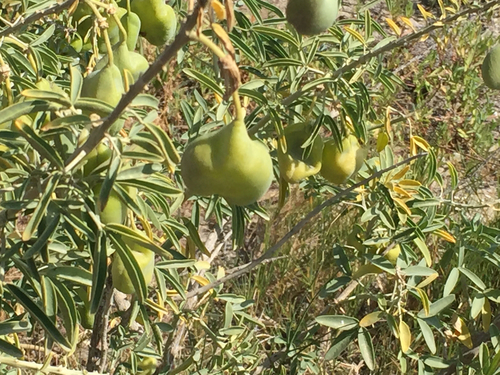 Cleomella arborea (Bladderpod) (alternate view 6)