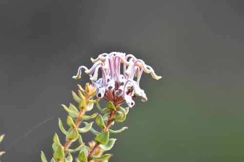 Grevillea buxifolia (Grey Spider Flower) (alternate view 2)