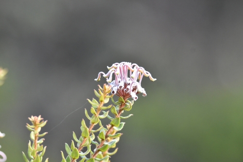 Grevillea buxifolia (Grey Spider Flower) (alternate view 3)