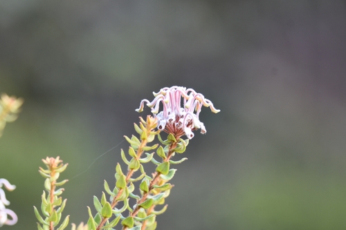 Grevillea buxifolia (Grey Spider Flower) (alternate view 4)