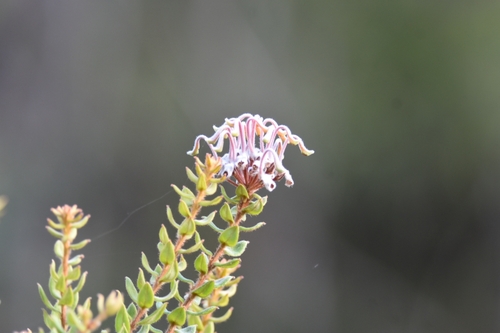 Grevillea buxifolia (Grey Spider Flower) (alternate view 5)