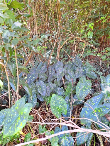 Caladium (Caladium) (alternate view 9)