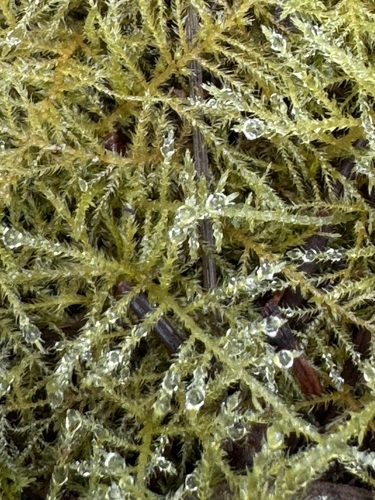 Kindbergia praelonga (Common Feather-moss)
