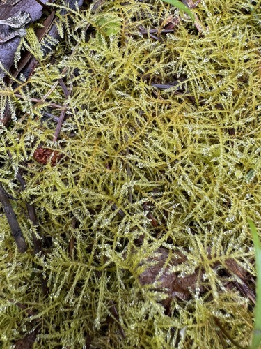 Kindbergia praelonga (Common Feather-moss)