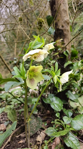 Helleborus orientalis (Lenten Rose)