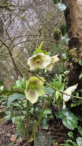 Helleborus orientalis (Lenten Rose)