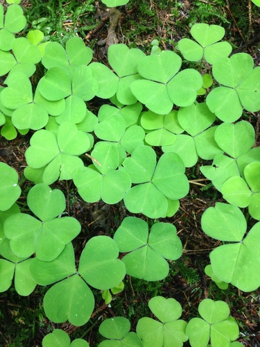 Oxalis oregana (redwood sorrel) (alternate view 2)