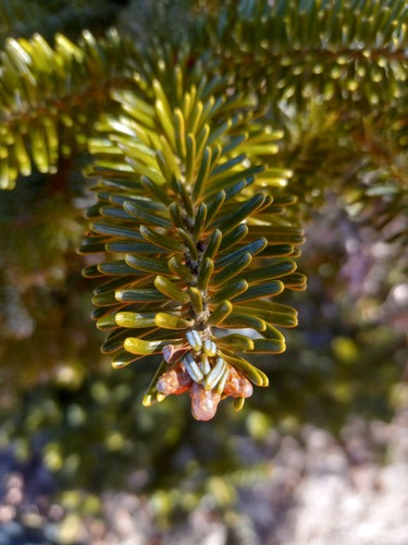 Abies fraseri (Fraser Fir)