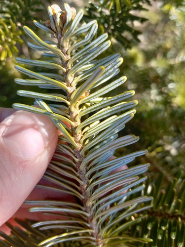 Abies fraseri (Fraser Fir)