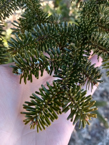 Abies fraseri (Fraser Fir)