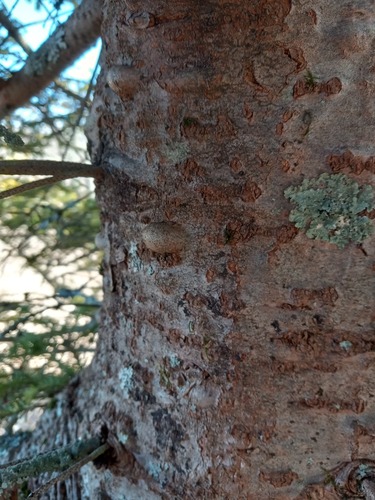 Abies fraseri (Fraser Fir)