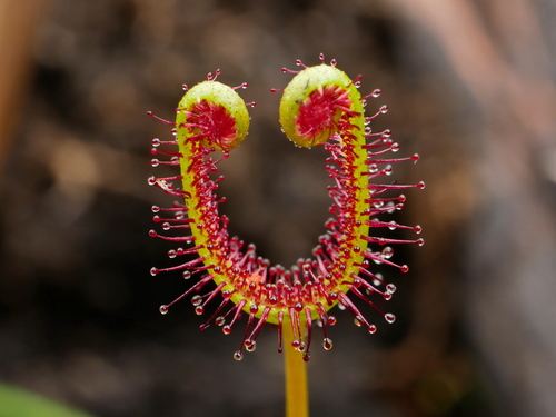 Drosera binata (Fork-leaved Sundew) (alternate view 7)