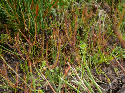 Drosera binata (Fork-leaved Sundew) (alternate view 9)