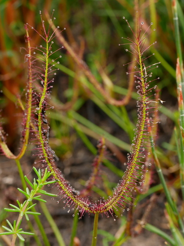 Drosera binata (Fork-leaved Sundew) (alternate view 10)