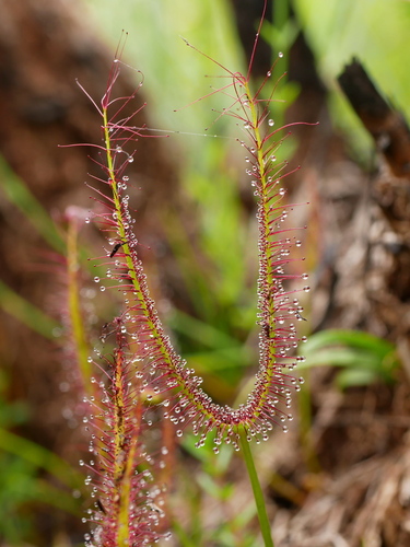 Drosera binata (Fork-leaved Sundew) (alternate view 8)