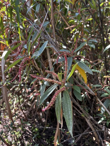 Boehmeria (false nettles and allies) (alternate view 8)