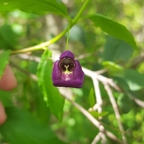 Angelonia