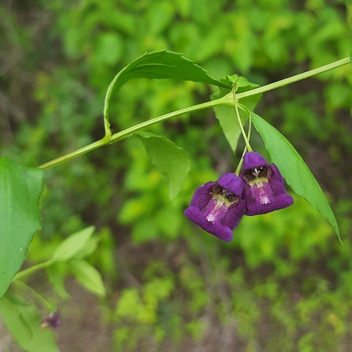 Angelonia (alternate view 2)