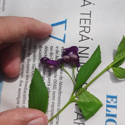 Angelonia (alternate view 3)