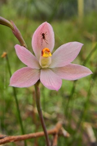 Thelymitra rubra (salmon sun-orchid)