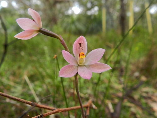 Thelymitra rubra (salmon sun-orchid) (alternate view 2)