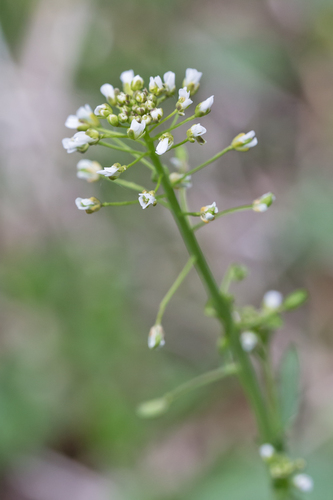 Mummenhoffia alliacea (garlic penny-cress) (alternate view 2)