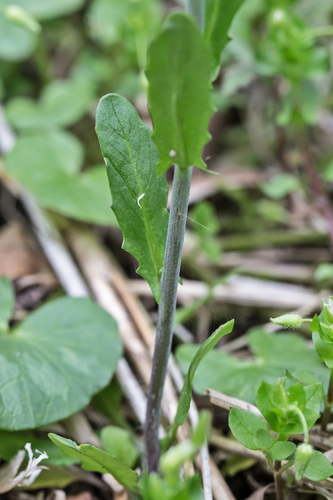 Mummenhoffia alliacea (garlic penny-cress) (alternate view 3)