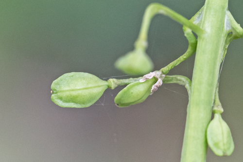 Mummenhoffia alliacea (garlic penny-cress) (alternate view 4)