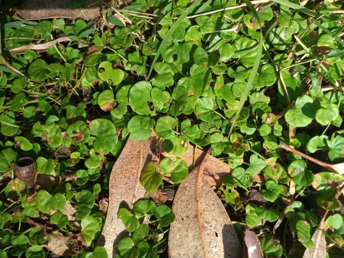 Dichondra repens (kidney weed) (alternate view 10)