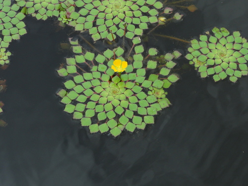 Ludwigia (Primrose-willows)