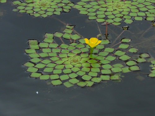 Ludwigia (Primrose-willows) (alternate view 2)