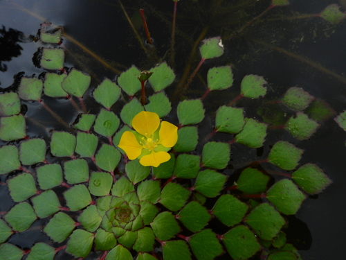 Ludwigia (Primrose-willows) (alternate view 3)
