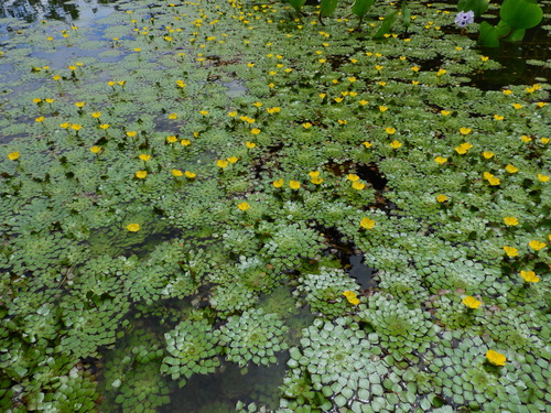 Ludwigia (Primrose-willows) (alternate view 4)
