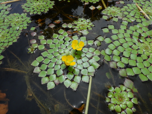 Ludwigia (Primrose-willows) (alternate view 5)