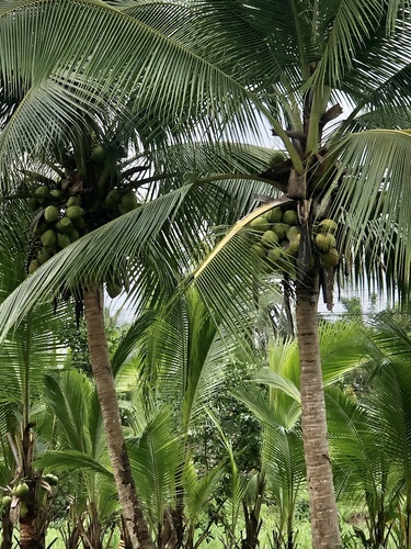 Cocos (Coconut Palms)