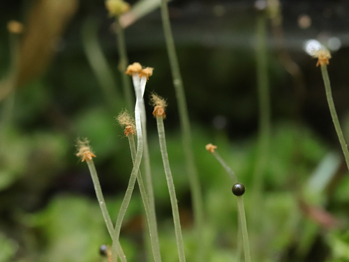 Pellia (Pellia) (alternate view 6)