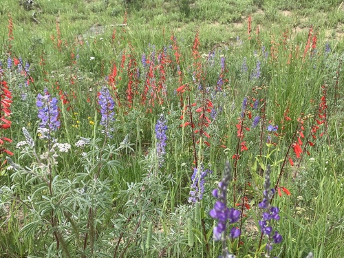 Penstemon eatonii (Firecracker Penstemon) (alternate view 3)