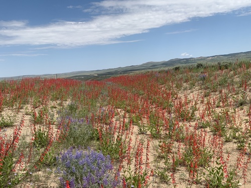 Penstemon eatonii (Firecracker Penstemon) (alternate view 4)