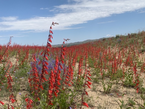 Penstemon eatonii (Firecracker Penstemon) (alternate view 2)