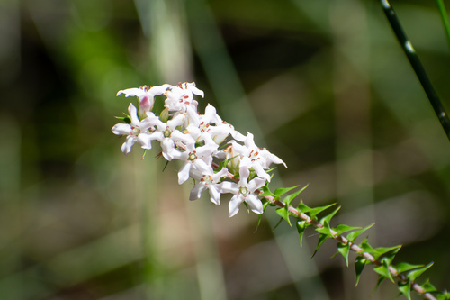 Epacris pulchella (New South Wales Coral Heath) (alternate view 10)