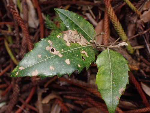 Drypetes deplanchei (Yellow Tulipwood)