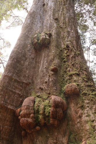 Eucalyptus regnans (Australian Mountain Ash) (alternate view 2)